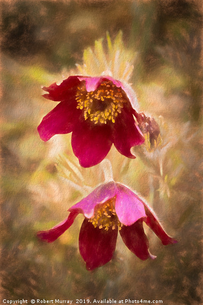 Pasque Flowers Picture Board by Robert Murray
