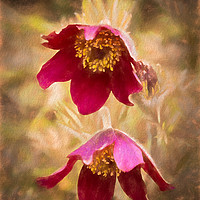 Buy canvas prints of Pasque Flowers by Robert Murray