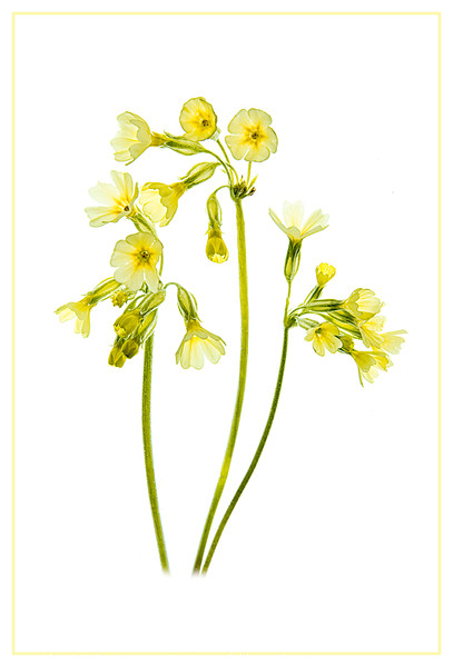 Cowslip Trio Picture Board by Robert Murray