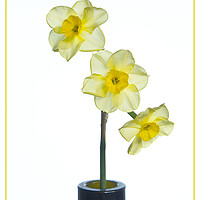 Buy canvas prints of  Miniature Daffodil by Robert Murray