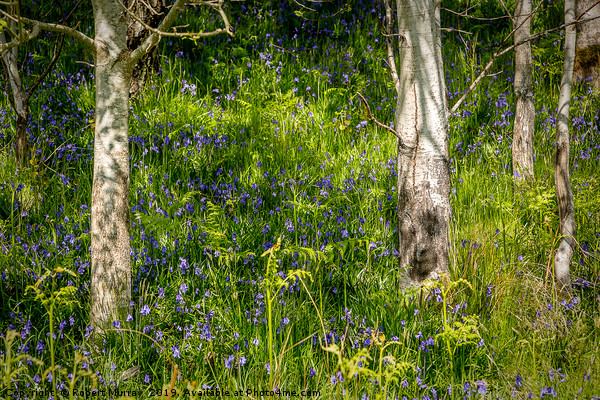 Bluebells and Birch Trees Picture Board by Robert Murray