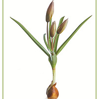 Buy canvas prints of Species Tulip, botanical portrait by Robert Murray