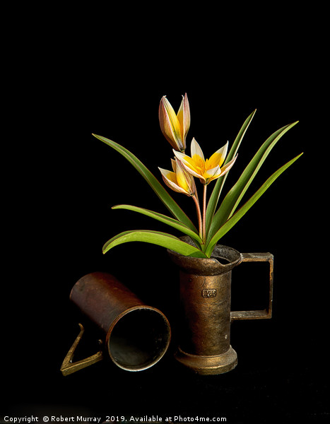 Tulip in old copper cup Picture Board by Robert Murray