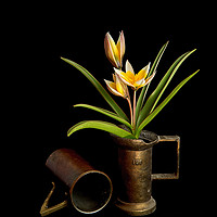 Buy canvas prints of Tulip in old copper cup by Robert Murray