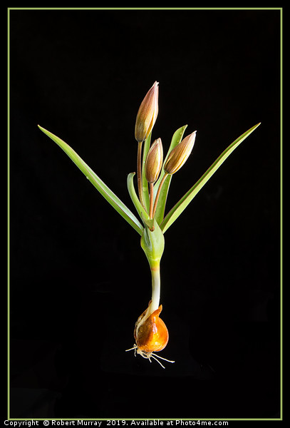 Species Tulip on Black Picture Board by Robert Murray