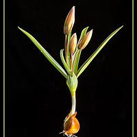 Buy canvas prints of Species Tulip on Black by Robert Murray