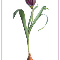 Buy canvas prints of Red Species Tulip Botanical by Robert Murray