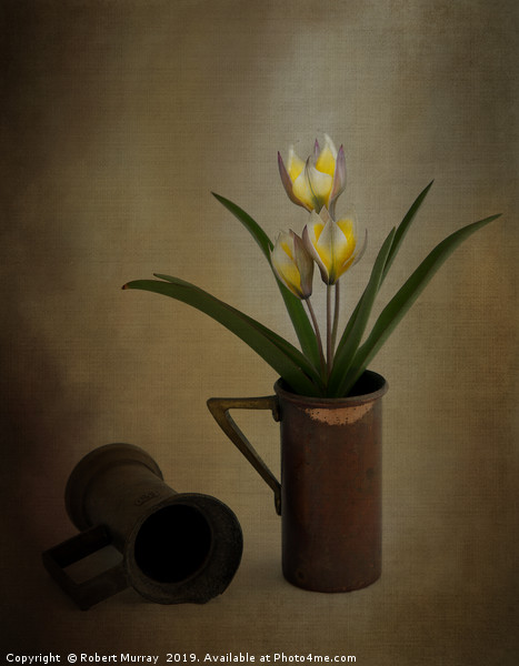 Tulip in old copper cup 2 Picture Board by Robert Murray