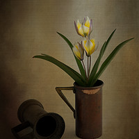Buy canvas prints of Tulip in old copper cup 2 by Robert Murray