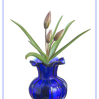 Buy canvas prints of Tulip in an old blue vase by Robert Murray