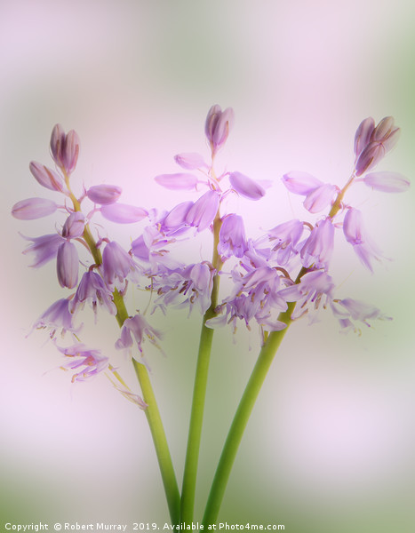 Pink Spanish Squill Picture Board by Robert Murray