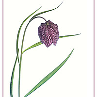 Buy canvas prints of Snake Head Fritillary against white background by Robert Murray