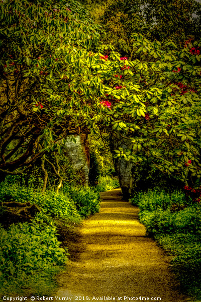 Sun-dappled Rhododendron Path Picture Board by Robert Murray
