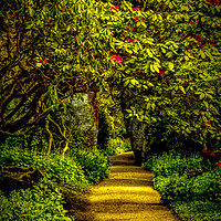 Buy canvas prints of Sun-dappled Rhododendron Path by Robert Murray