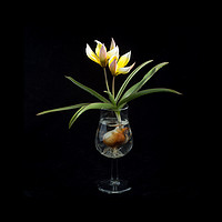 Buy canvas prints of Tulip in a Tulip-shaped Glass by Robert Murray