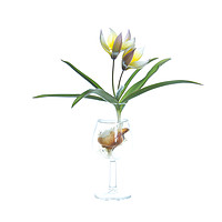 Buy canvas prints of Species tulip in a tulip-shaped glass by Robert Murray