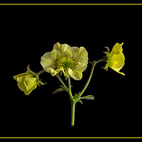 Buy canvas prints of Geum flowers on black background by Robert Murray