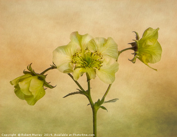 Yellow Geum Flowers Picture Board by Robert Murray