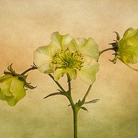 Buy canvas prints of Yellow Geum Flowers by Robert Murray