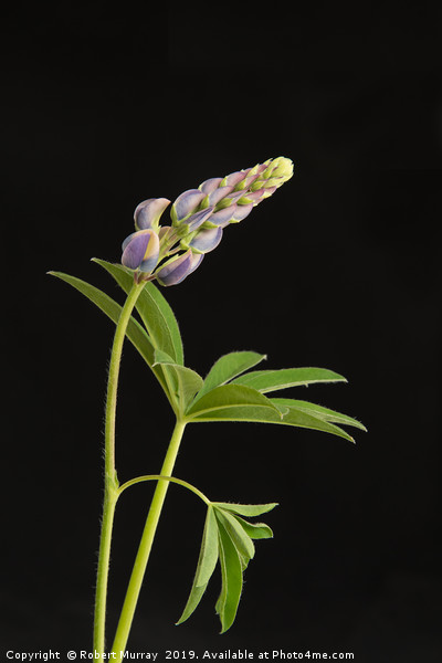 Growing lupin against black background Picture Board by Robert Murray