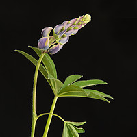 Buy canvas prints of Growing lupin against black background by Robert Murray