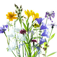 Buy canvas prints of Garden Flowers Arrangement by Robert Murray