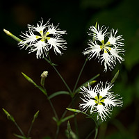 Buy canvas prints of White Dianthus hybridus Flowers by Robert Murray
