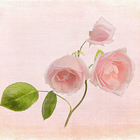 Buy canvas prints of Pink Rose by Robert Murray