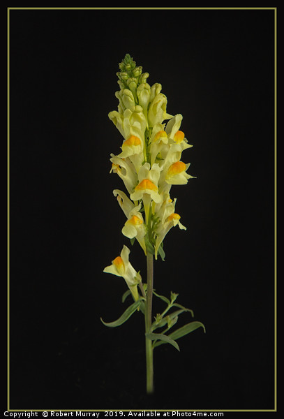 Toadflax Picture Board by Robert Murray
