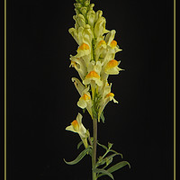 Buy canvas prints of Toadflax by Robert Murray