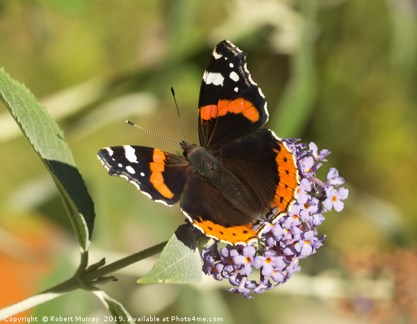 Vibrant Red Admiral Butterfly Picture Board by Robert Murray