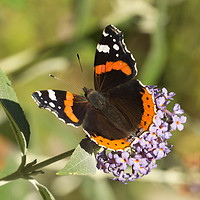 Buy canvas prints of Vibrant Red Admiral Butterfly by Robert Murray