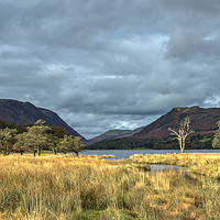 Buy canvas prints of Buttermere Trees by Robert Murray