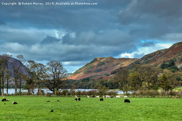 Pastoral Scene at Buttermere Picture Board by Robert Murray