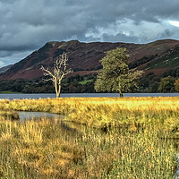 Buy canvas prints of Lonesome Trees by Robert Murray