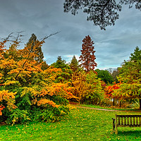 Buy canvas prints of Bench with Autumn Trees by Robert Murray