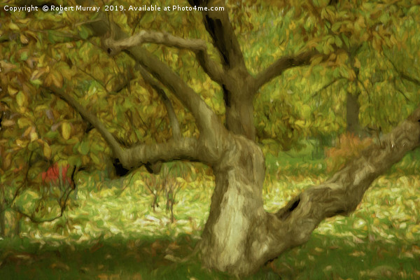 Gnarled Tree in Autumn Picture Board by Robert Murray