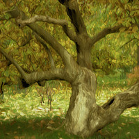 Buy canvas prints of Gnarled Tree in Autumn by Robert Murray