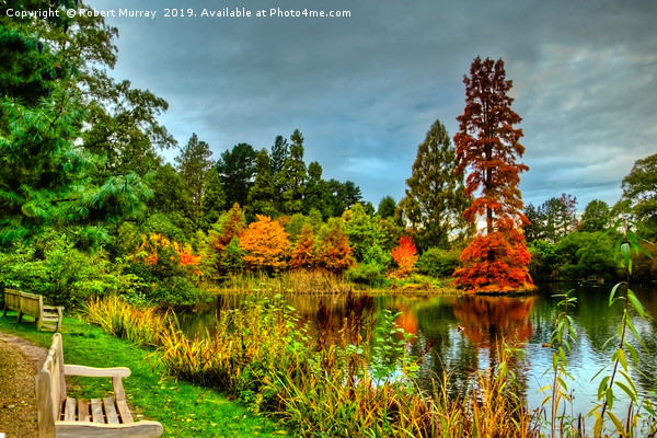  Autumn Colours Reflected in Pond Picture Board by Robert Murray