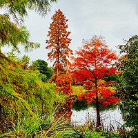 Buy canvas prints of  Reds and Greens of Autumn by Robert Murray
