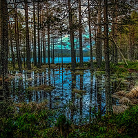 Buy canvas prints of Woodland reflections by Robert Murray