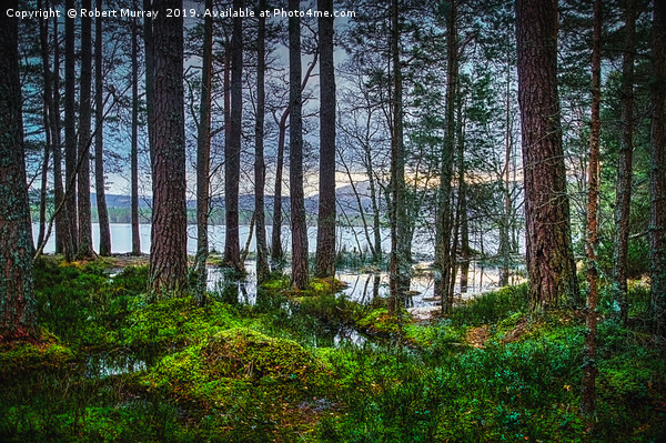 Flooding into the forest Picture Board by Robert Murray