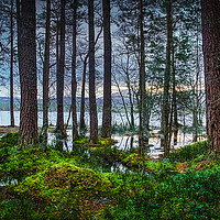 Buy canvas prints of Flooding into the forest by Robert Murray