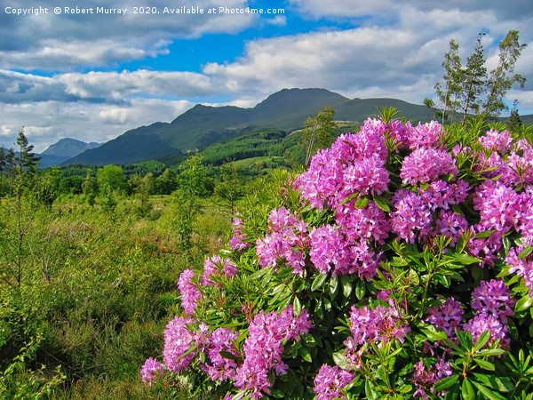 Rhododendrons on West Highland Way Picture Board by Robert Murray