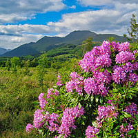Buy canvas prints of Rhododendrons on West Highland Way by Robert Murray