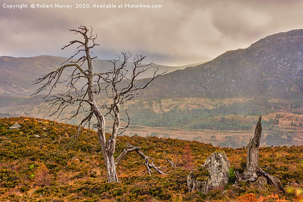 Dead Trees in the Highlands Picture Board by Robert Murray