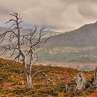 Buy canvas prints of Dead Trees in the Highlands by Robert Murray