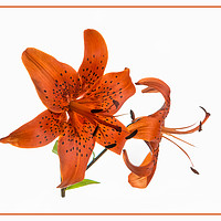 Buy canvas prints of Tiger Lily by Robert Murray