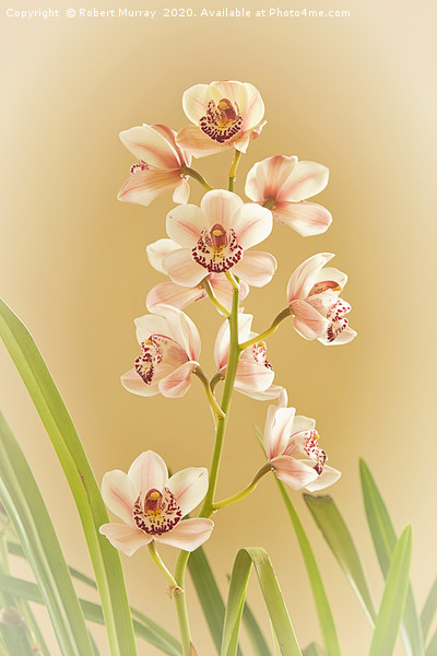 Cymbidium Orchid Picture Board by Robert Murray