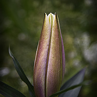 Buy canvas prints of Oriental Lily Bud by Robert Murray